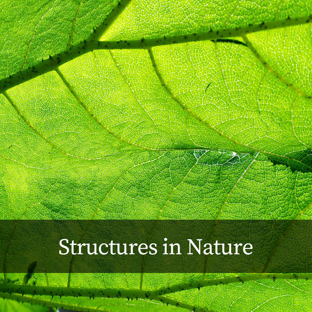 Structures in Nature — Projektcover