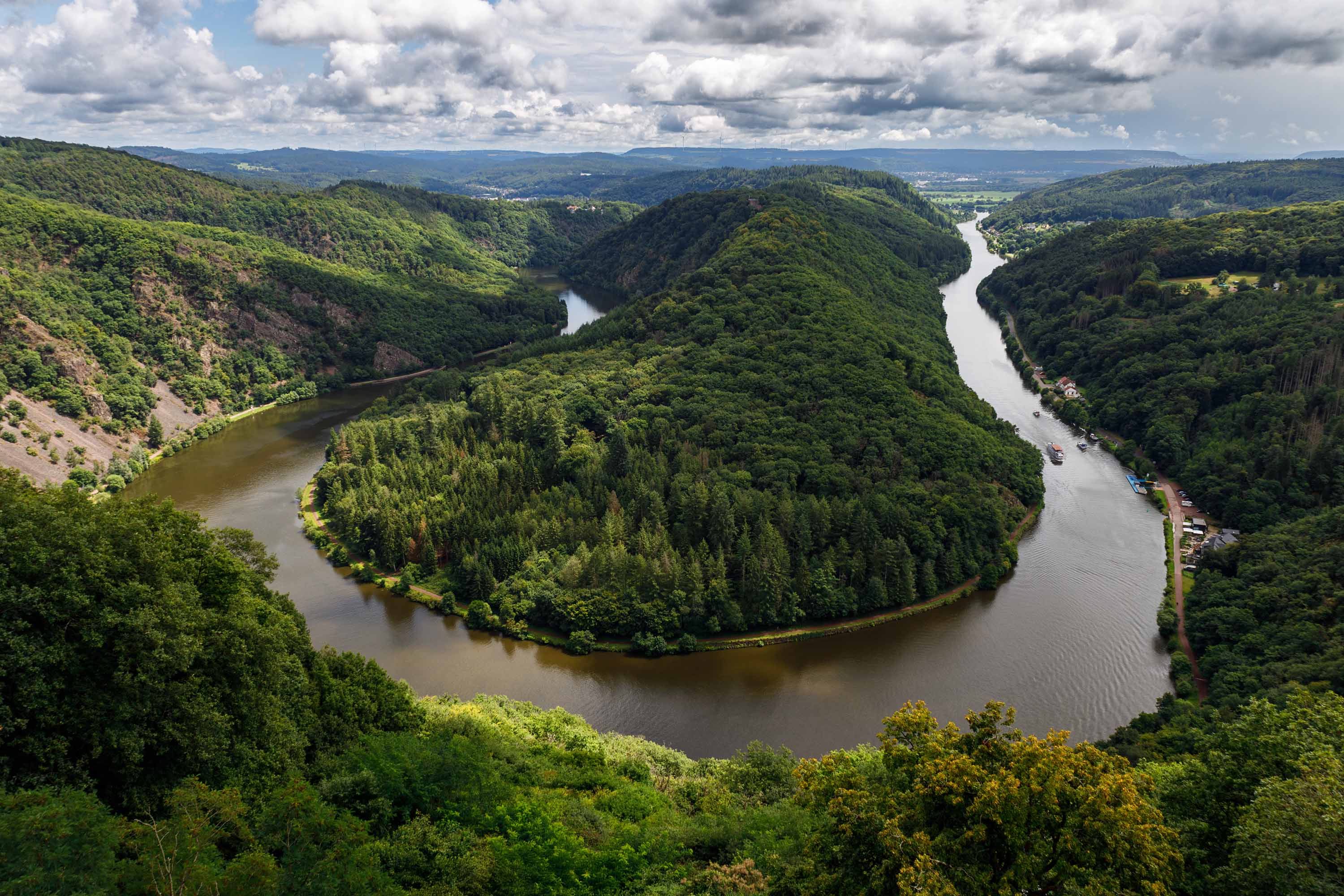 The Final Pulse of Purple Petals