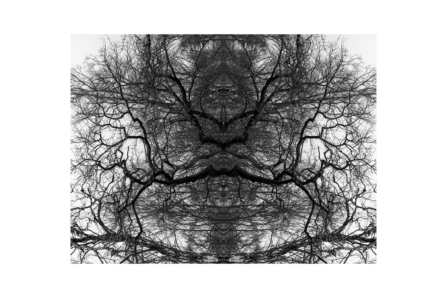 Skeletons of Trees  Detail 2