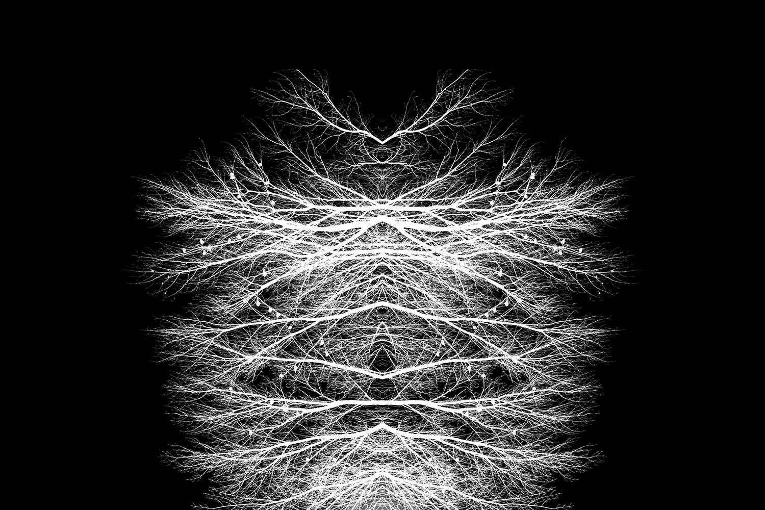 Skeletons of Trees  Detail 3