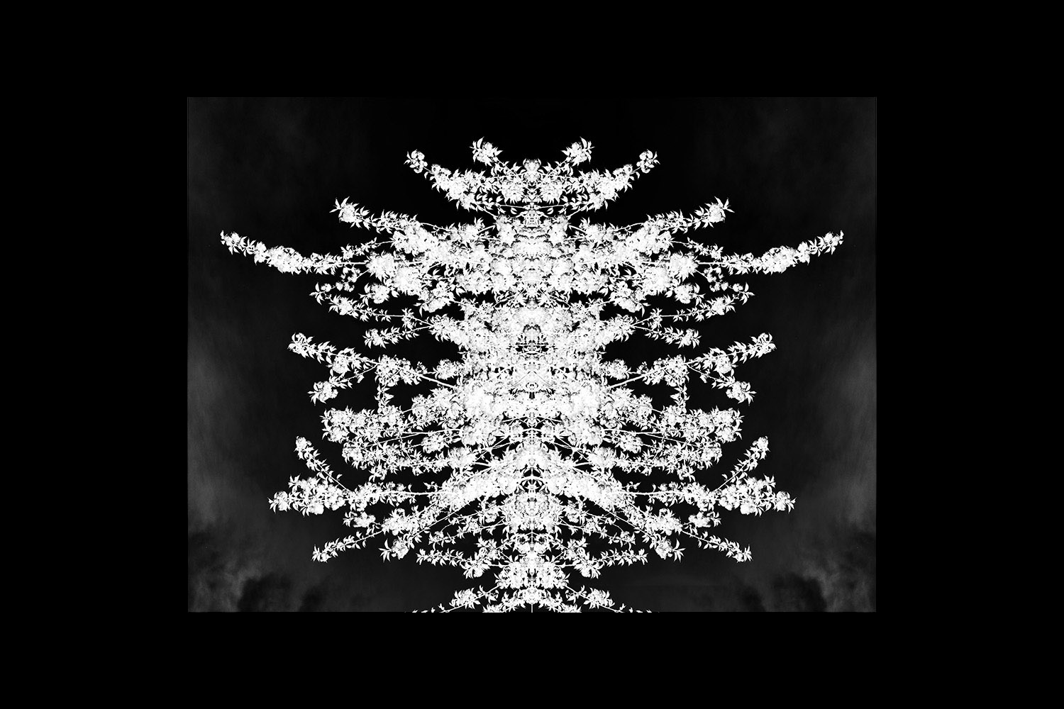 Skeletons of Trees  Detail 4