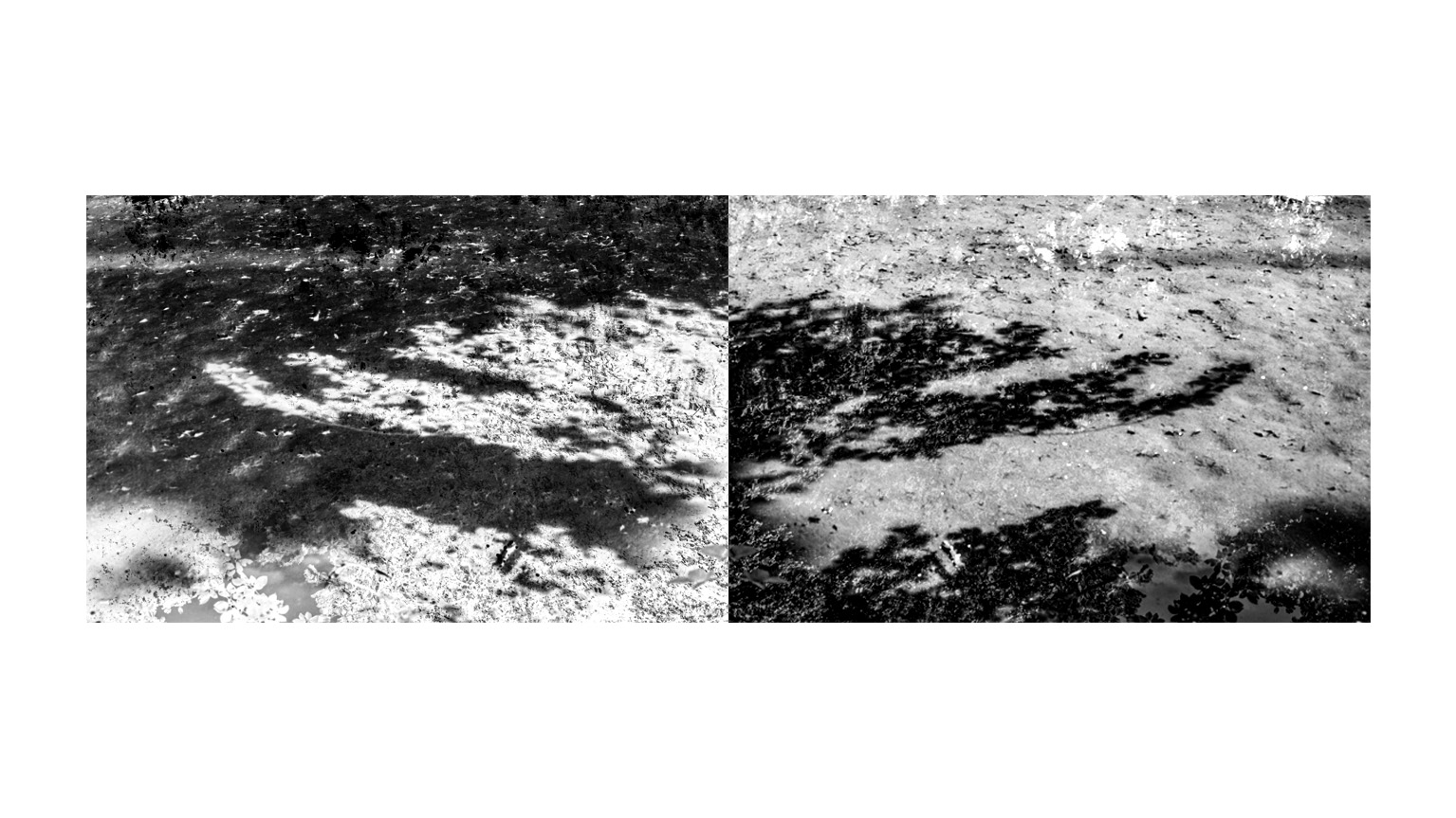 Skeletons of Trees  Detail 5