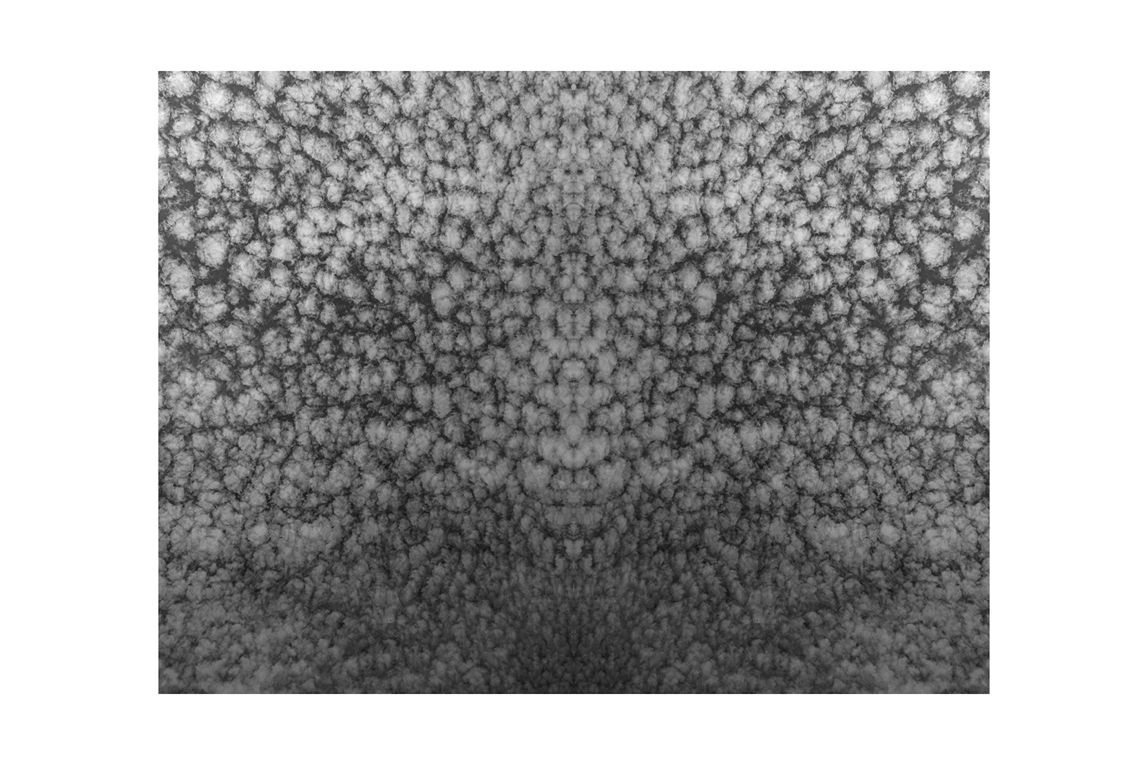 Skeletons of Trees  Detail 7