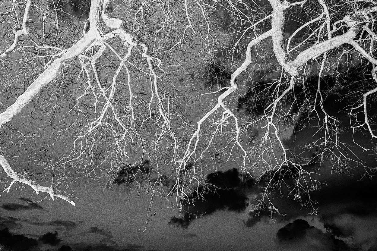 Skeletons of Trees  Detail 8