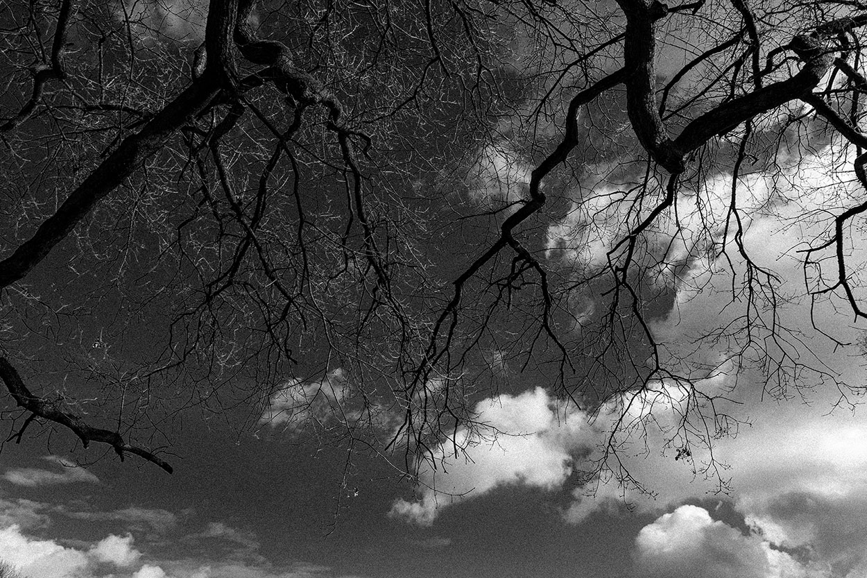 Skeletons of Trees  Detail 9