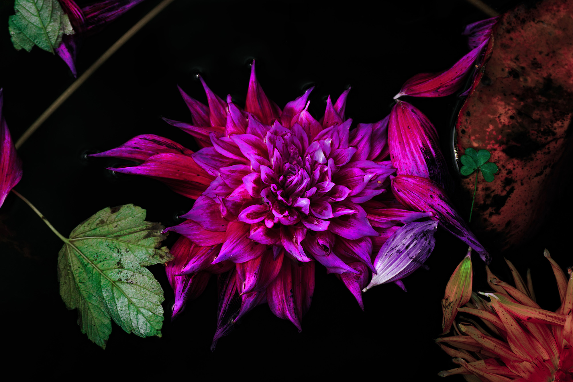 The Final Pulse of Purple Petals