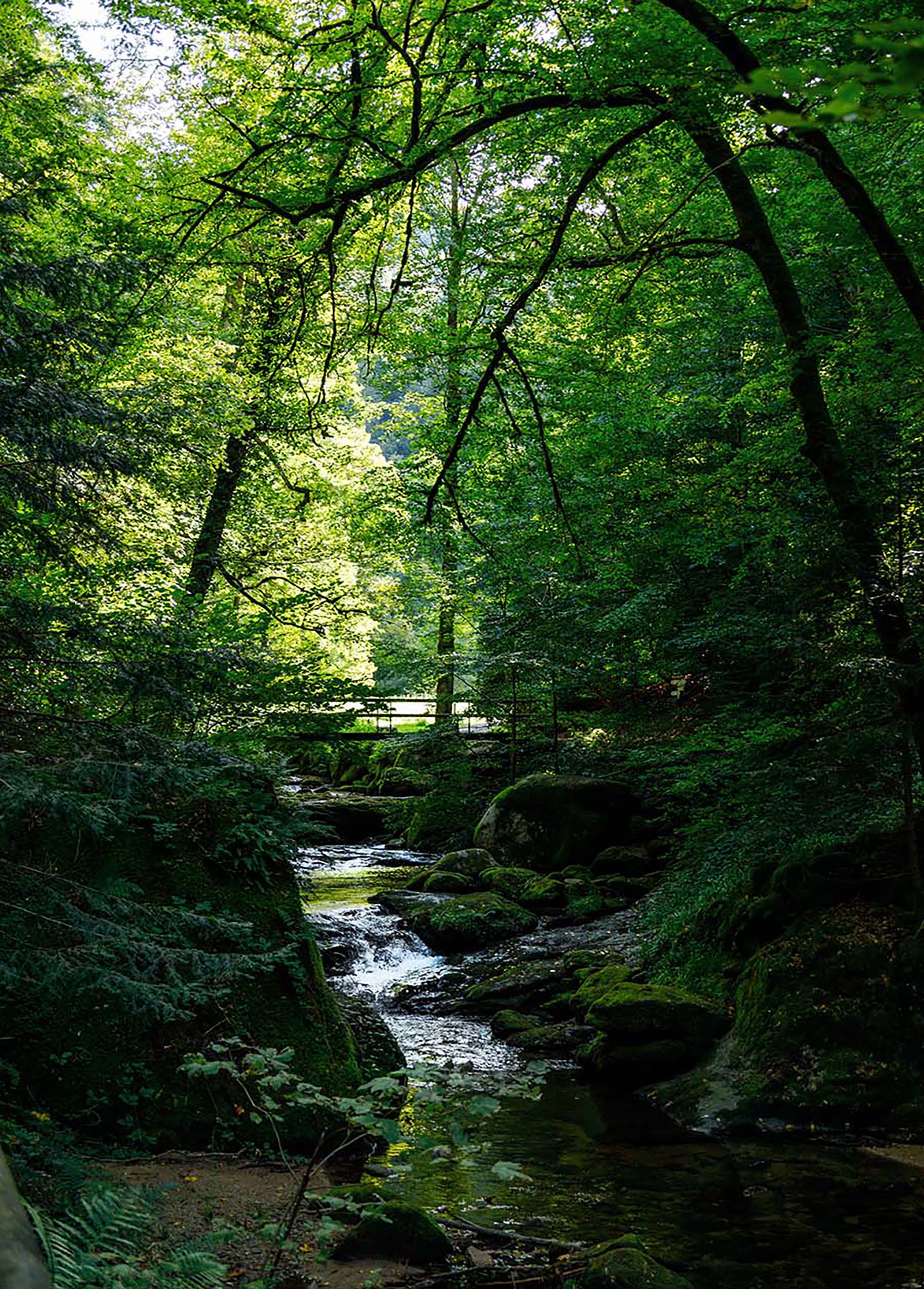 Grünes Bachtal im Wald