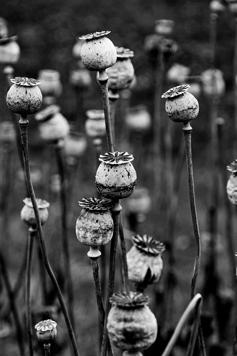 Fotografie & Kunst von Luca Kaupert