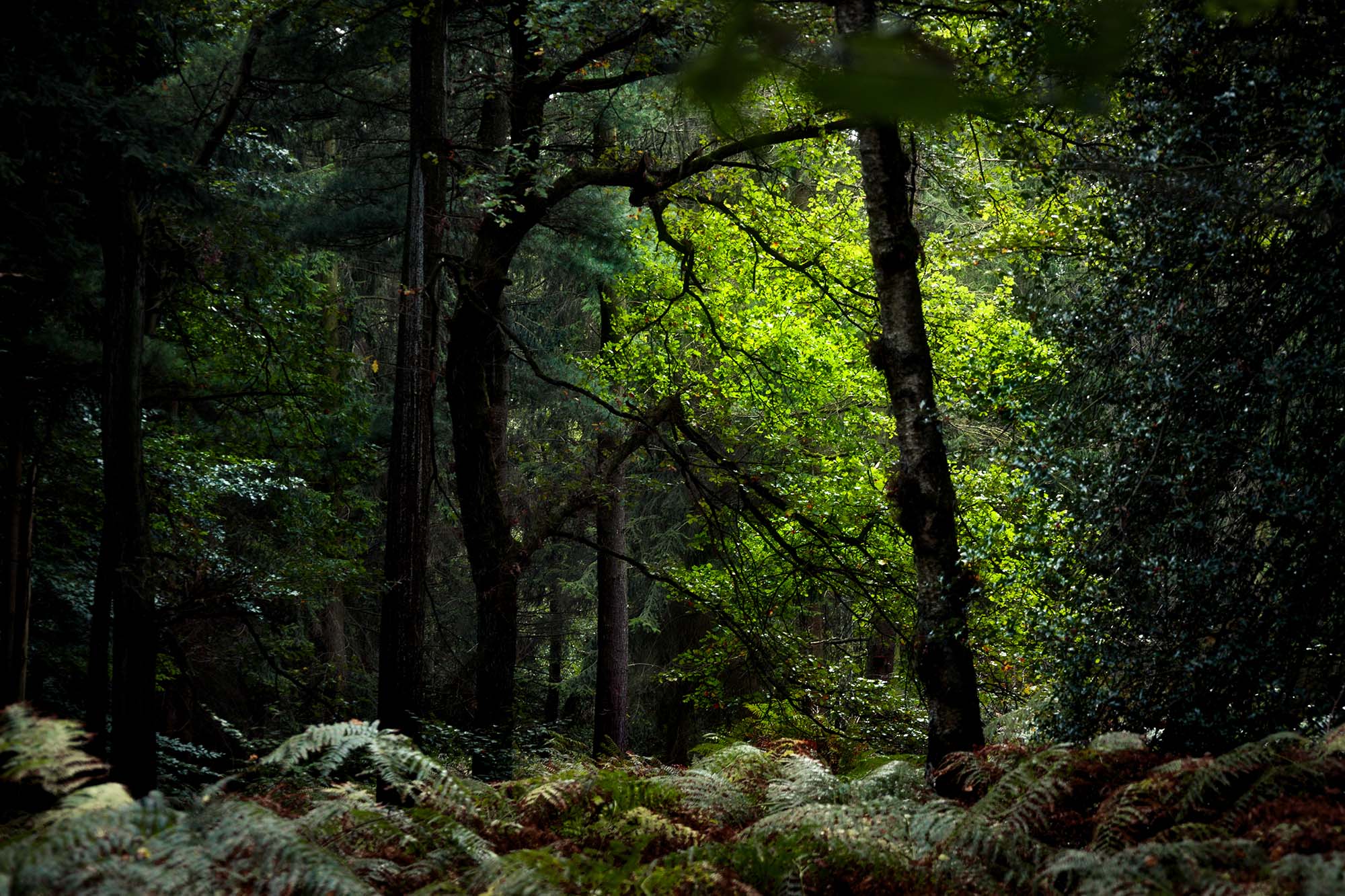 In the Tangle of the Forest