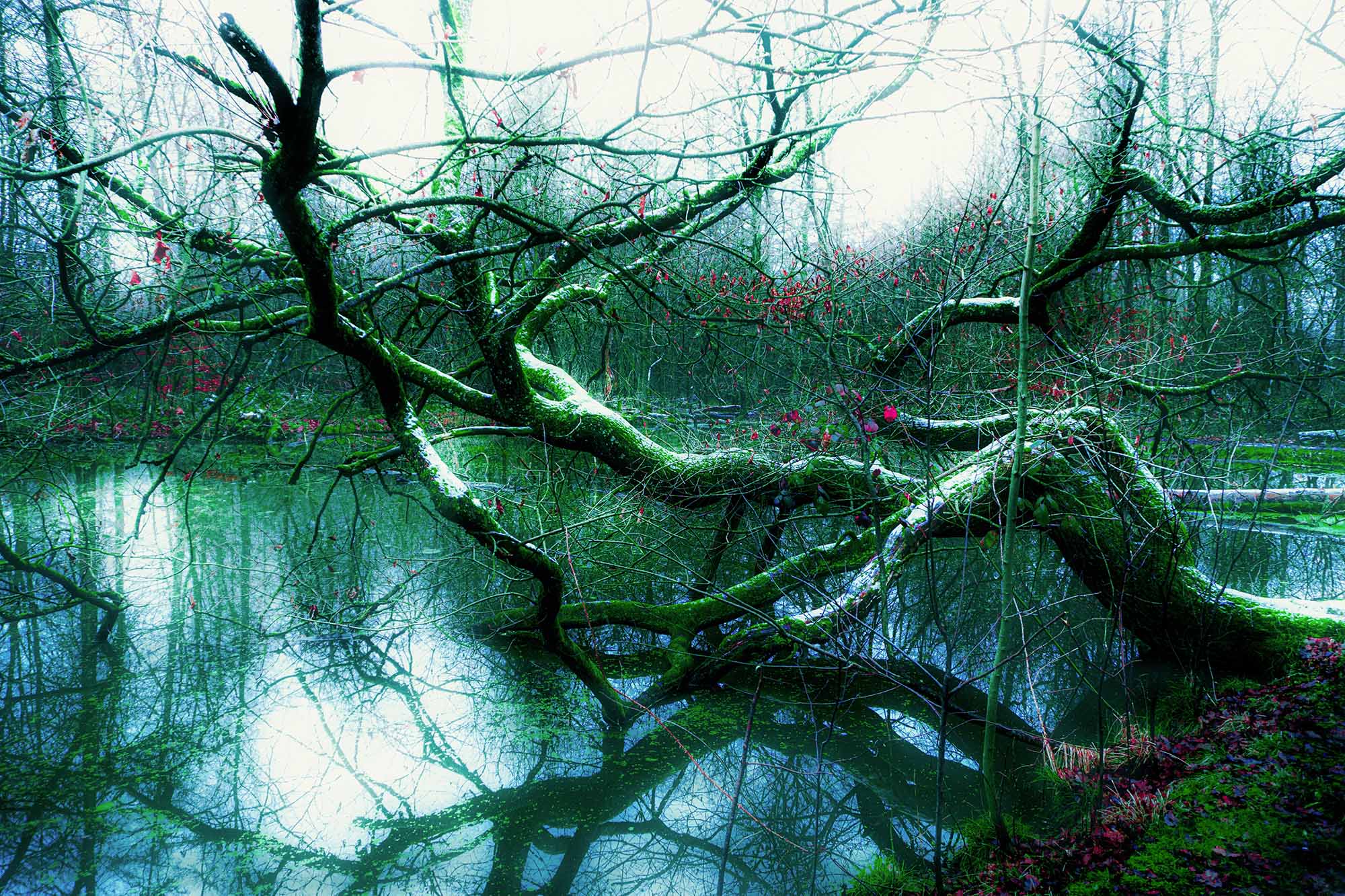 shade-green-whispers