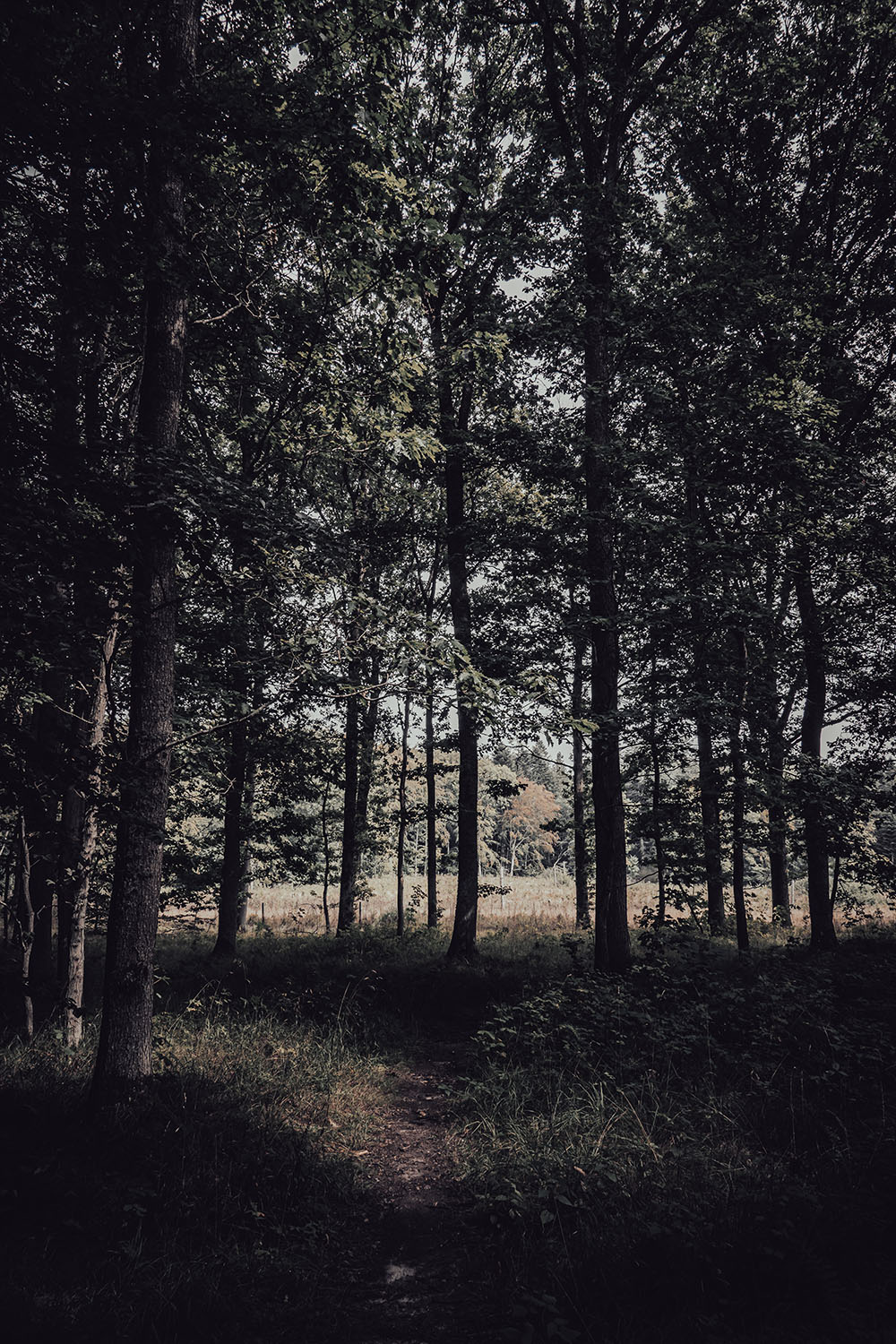 Grid Image: DSC08563