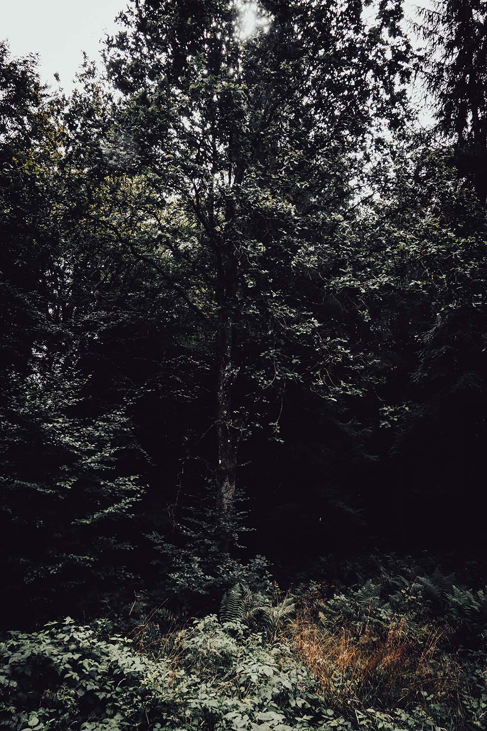 Grid Image: DSC08562